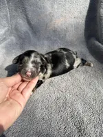Fernando, a male Miniature Dachshund for sale in New Port Richey, FL – 8 of 10