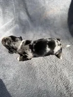 Fernando, a male Miniature Dachshund for sale in New Port Richey, FL – 6 of 10