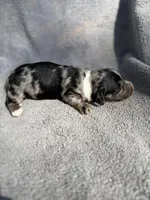 Fernando, a male Miniature Dachshund for sale in New Port Richey, FL – 2 of 10