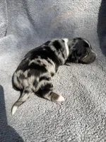 Fernando, a male Miniature Dachshund for sale in New Port Richey, FL – 9 of 10
