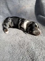 Fernando, a male Miniature Dachshund for sale in New Port Richey, FL – 7 of 10