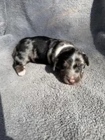 Fernando, a male Miniature Dachshund for sale in New Port Richey, FL – 4 of 10