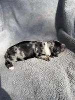 Fernando, a male Miniature Dachshund for sale in New Port Richey, FL – 3 of 10