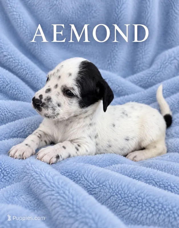 Aemond Dalmadoodle – Dalmatian puppy for sale in New Port Richey, FL
