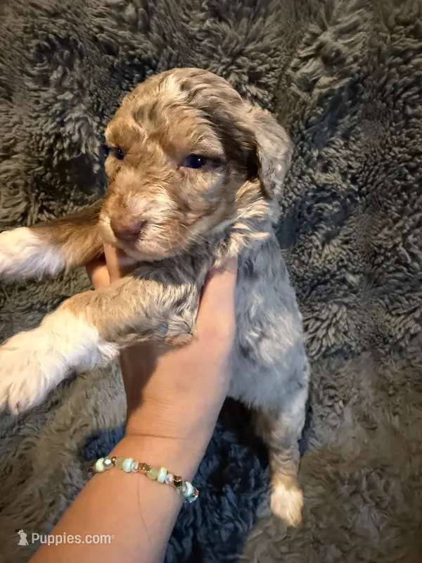 Bronte – Aussiedoodle, Poodle - Standard  puppy for sale in New Port Richey, FL
