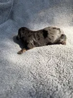 Jonah, a male Miniature Dachshund for sale in New Port Richey, FL – 5 of 5