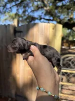 Jonah, a male Miniature Dachshund for sale in New Port Richey, FL – 4 of 5