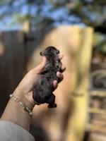 Jonah, a male Miniature Dachshund for sale in New Port Richey, FL – 1 of 5
