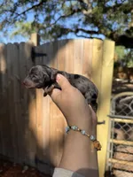 Jonah, a male Miniature Dachshund for sale in New Port Richey, FL – 3 of 5