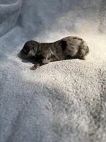 Jonah, a male Miniature Dachshund for sale in New Port Richey, FL – 2 of 5