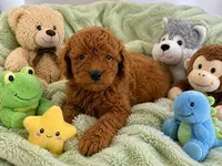 Nolan, a male Miniature Goldendoodle for sale in New Port Richey, FL – 3 of 3
