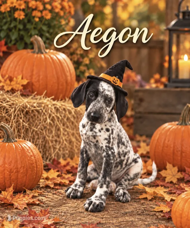 Aegon Mini Dalmadoodle – Dalmatian, Poodle - Miniature  puppy for sale in New Port Richey, FL