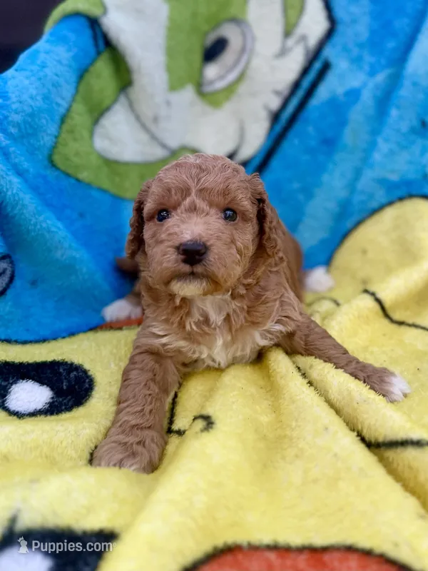 Emmalyn – Miniature Goldendoodle puppy for sale in New Port Richey, FL