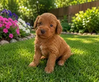 Nash, a male Miniature Goldendoodle for sale in New Port Richey, FL – 2 of 2