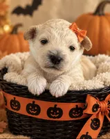 Bobbie Tcup, a female Maltipoo for sale in New Port Richey, FL – 2 of 2