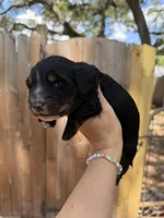 Flick AKC, a male Miniature Dachshund for sale in New Port Richey, FL – 3 of 6