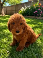 Eli, a male Miniature Goldendoodle for sale in New Port Richey, FL – 3 of 3