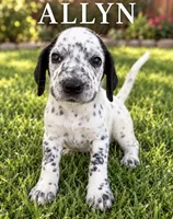 Allyn Dalmadoodle, a male Dalmatian and Poodle - Miniature  for sale in New Port Richey, FL – 1 of 2
