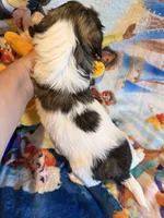 Xandra , a female Shih Tzu for sale in New Port Richey, FL – Photo 3 of 3