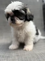 Xandra , a female Shih Tzu for sale in New Port Richey, FL – Photo 8 of 10