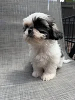 Xandra , a female Shih Tzu for sale in New Port Richey, FL – Photo 10 of 10