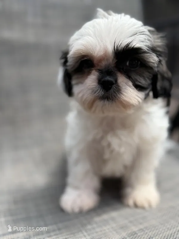 Xandra , a female Shih Tzu for sale in New Port Richey, FL – Photo 1 of 10