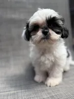 Xandra , a female Shih Tzu for sale in New Port Richey, FL – Photo 3 of 10