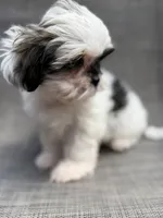 Xandra , a female Shih Tzu for sale in New Port Richey, FL – Photo 4 of 10