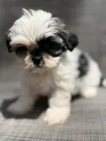 Xandra , a female Shih Tzu for sale in New Port Richey, FL – Photo 2 of 10