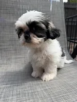 Xandra , a female Shih Tzu for sale in New Port Richey, FL – Photo 9 of 10