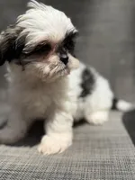 Xandra , a female Shih Tzu for sale in New Port Richey, FL – Photo 7 of 10