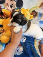 Xandra , a female Shih Tzu for sale in New Port Richey, FL – Photo 2 of 3