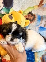 Xandra , a female Shih Tzu for sale in New Port Richey, FL – Photo 1 of 3