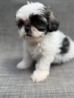 Xandra , a female Shih Tzu for sale in New Port Richey, FL – Photo 6 of 10