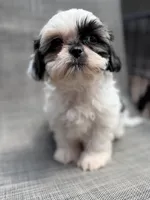 Xandra , a female Shih Tzu for sale in New Port Richey, FL – Photo 5 of 10