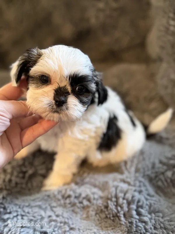 Xandra  – Shih Tzu puppy for sale in New Port Richey, FL