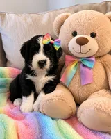 Rhea, a female Bernedoodle for sale in New Port Richey, FL – 3 of 3