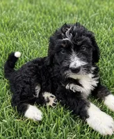 Rikki, a female Bernedoodle for sale in New Port Richey, FL – 2 of 2