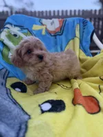 Kash, a male Yorkipoo and Poodle - Toy  for sale in New Port Richey, FL – 7 of 9