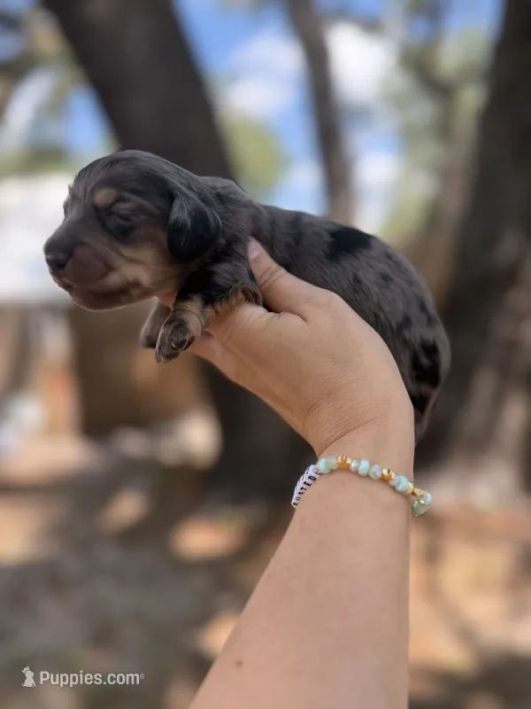 Jonah – Miniature Dachshund puppy for sale in New Port Richey, FL