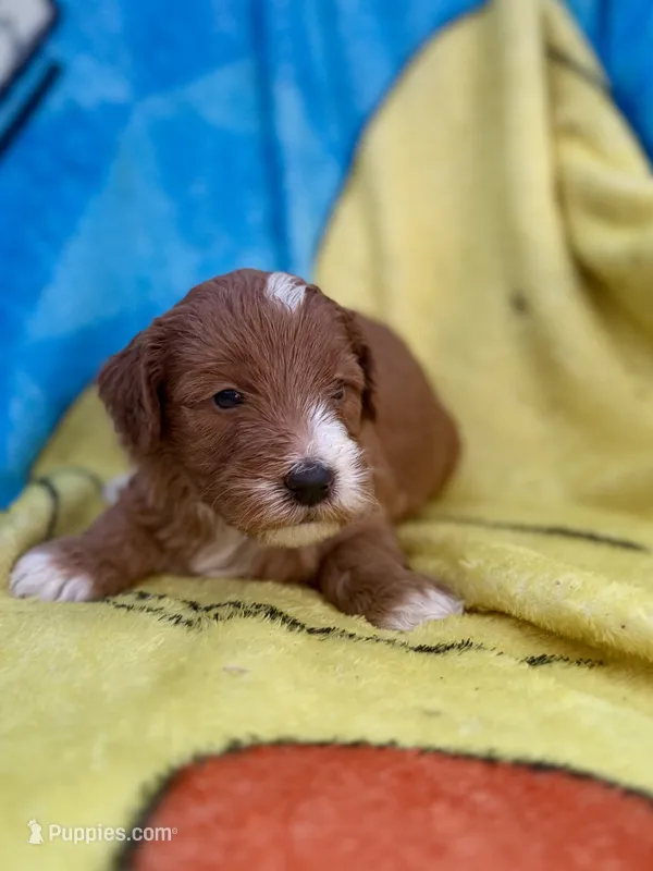 Ezra – Miniature Goldendoodle puppy for sale in New Port Richey, FL