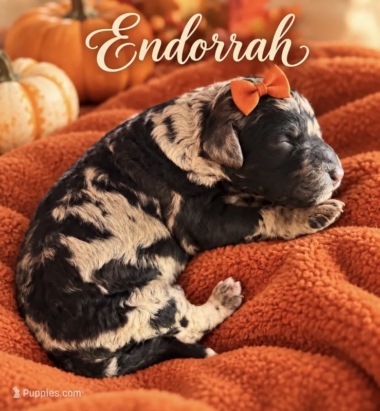 Endorrah Mini F1bb – Sheepadoodle puppy for sale in New Port Richey, FL