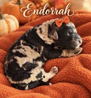 Endorrah Mini F1bb, a female Sheepadoodle for sale in New Port Richey, FL – 1 of 2