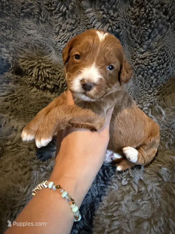 Esme – Miniature Goldendoodle puppy for sale in New Port Richey, FL