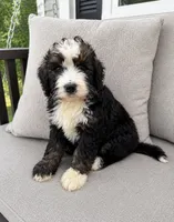 Simon, a male Bernedoodle for sale in New Port Richey, FL – 3 of 4
