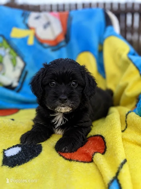 Karma – Yorkipoo, Poodle - Toy  puppy for sale in New Port Richey, FL