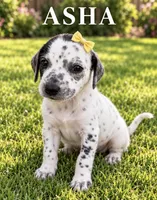 Asha Dalmadoodle, a female Dalmatian and Poodle - Miniature  for sale in New Port Richey, FL – 1 of 2