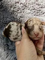 Clarice F1bb, a female Miniature Bernedoodle for sale in New Port Richey, FL – Photo 4 of 8