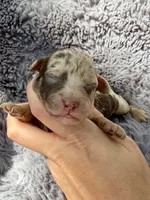 Clarice F1bb, a female Miniature Bernedoodle for sale in New Port Richey, FL – Photo 5 of 8