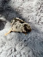 Clarice F1bb, a female Miniature Bernedoodle for sale in New Port Richey, FL – Photo 7 of 8